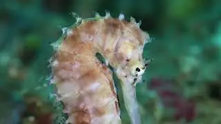 thorny seahorse