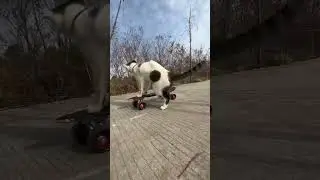 Кот скейтбординг