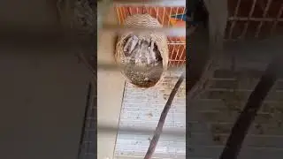 banyak anaknya emprit jepang ini
