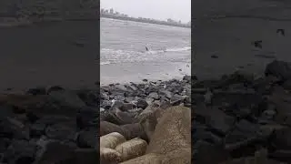 slowmotion of crow's wing flapping