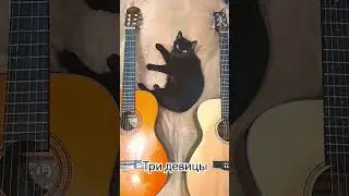 💥💥💥 Аигел - Пыяла / Три девицы🎸🎸🐈 / Слово пацана! #кавер #гитара #безкотаижизньнета #словопацана
