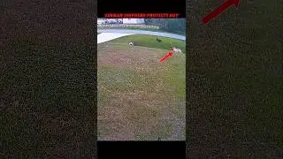 german shepherd vs doberman 