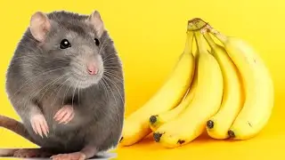 3 Most Amazing and Interesting Facts | 