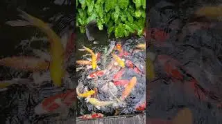 Fish?