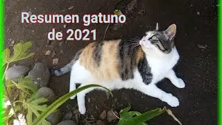 🎊Gatuno resumen del 2021🎊