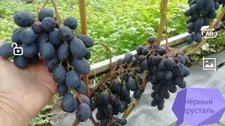 ЧЁРНЫЙ ХРУСТАЛЬ -очень ранний (95-100 дней) столовый виноград без косточек. Автор Бурдак Н. В.