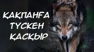 “Жаралы қасқырмен айқас”. Аудио кітап. А. Қадыр