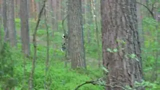 Проводочка
