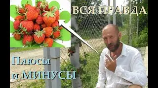 Вся правда про клубнику в вертикальной грядке