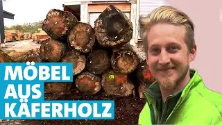 Holz mit Borkenkäferbefall - drei Schreiner machen Möbel aus Käferholz
