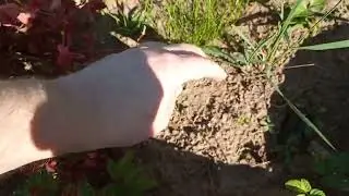 Дом у озера. С Днём Знаний! И про траву.
