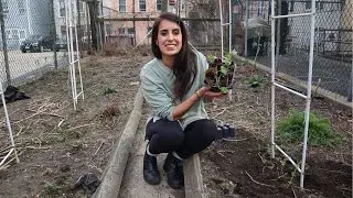 Mid Mach Garden Tour // Planting Peas & Doing Work in the Plot