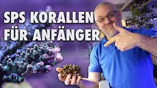 SPS Korallen nur für Profis? - Diese Korallen kannst du als Anfänger halten!