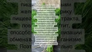 Польза укропа для организма