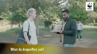 What do dragonflies eat? @agoda