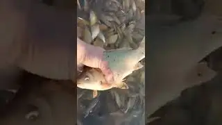 +И сети не пригодились