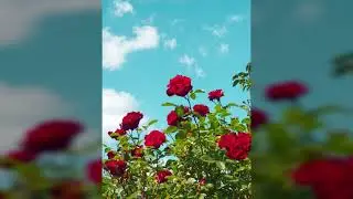 yu yu hakusho - romantic theme [remake by fss slowed + reverb]