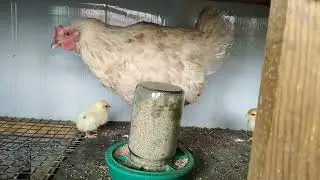 Вот и осень!!! Убираем хромую птицу, у курочки циплятки, пропойка молодняка!!!