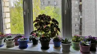 ЧИСТОТА И КРАСОТА))