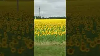 #море ХАЛВЫ. А вы любите халву?