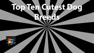 Top Ten Cutest Dog Breeds