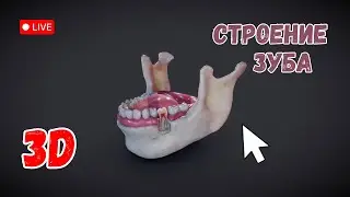 Как устроены зубы. Изучаем в 3D