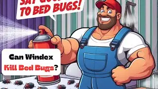 How To Get Rid Of Bed Bugs With Windex