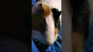 Филентий