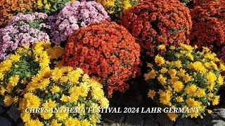 CHRYSANTHEMA FESTIVAL 2024-LAHR/SCHWARZWALD GERMANY