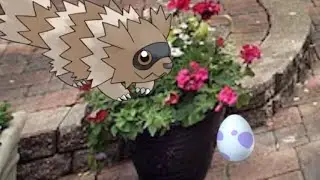 zigzagoon and friends: shiny hunt