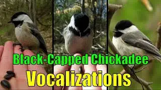 Black-capped Chickadee Vocalizations: Song, Call, Sounds etc.