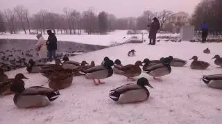 Утки