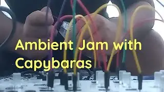 Minimalist Ambient Jam with Capybaras : Volca Modular and Korg NTS-1
