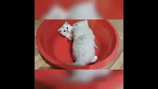 шотландские котята (девочка)