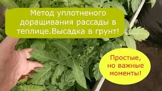 #рассадатоматов Метод уплотненного доращивания томатной рассады . Высадка в грунт. Важные моменты!