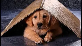 My Puppy Ran Away! 😱
