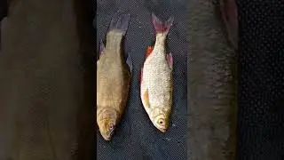 Мой улов на сегодня! Я лучшая рыбачка! А где же мой РЫБАК!