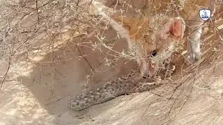 The struggle for survival in the desert The sacrifice of desert fox parents for their young