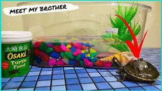 First time buying Turtle | Vlog #1