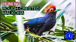 ROUGH-CRESTED MALKOHA | HUNI NG MANOK MANOK #huntsman_ph