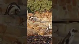 Cute Animal Videos // Adorable Penguins // Awesome Animals 😍 I Can't Handle The Cuteness!
