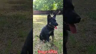 Щенок немецкой овчарки. Puppy shepherd dog. 