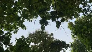 Cinematic Tree Canopy View | Free Stock Footage for Creators