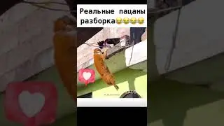 Реальная разборка😂😂😂 | 