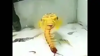 OMG ! Ye choti fish snake aur scorpion Ko bhi Jinda kha Sakti hai