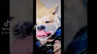 Bueno Pardo Kogarashi(5m) BUENOPARDO.RU 
