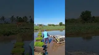Tanam Padi Menggunakan Rice Transplanter