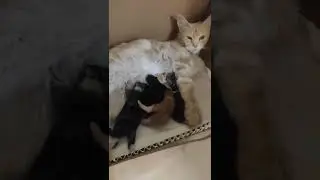 Котята дерутся за молоко.