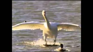 Andre Brasseur - Early Bird