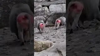 sexy walk beautiful booty